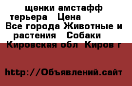 щенки амстафф терьера › Цена ­ 30 000 - Все города Животные и растения » Собаки   . Кировская обл.,Киров г.